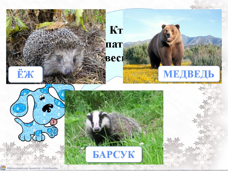 Кто осенью спать ложится,  а весной встаёт? ЁЖ МЕДВЕДЬ БАРСУК